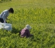 2011.10.1.墓守隊_3196.jpg
