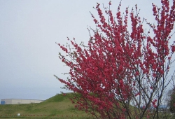 20100415.jpg