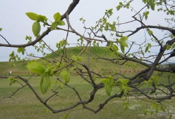 20100415-01.jpg