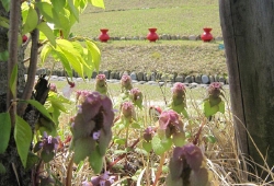 20100418-01.jpg
