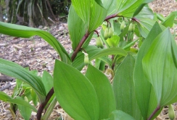 20100420-01.jpg
