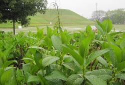 20100422.jpg