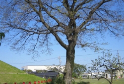 20100425.jpg