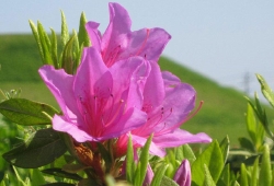 20100501-08.jpg