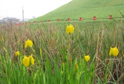 20100507.jpg