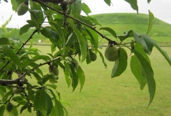 20100520.jpg