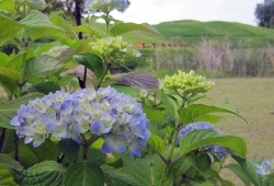 20100529.jpg