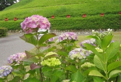 20100608.jpg