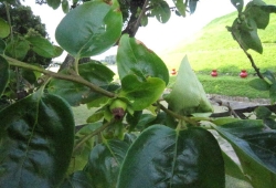 20100612.jpg