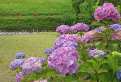 20100616.jpg