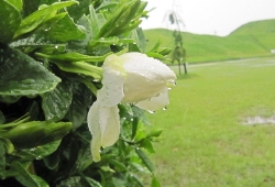 20100623.jpg