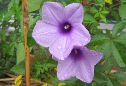20100626.jpg