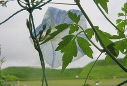 20100627.jpg