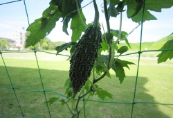 20100630.jpg