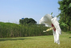 20100701.jpg