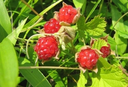 20100702.jpg